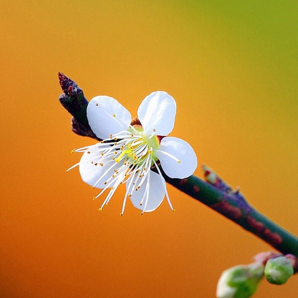 gardenmum65